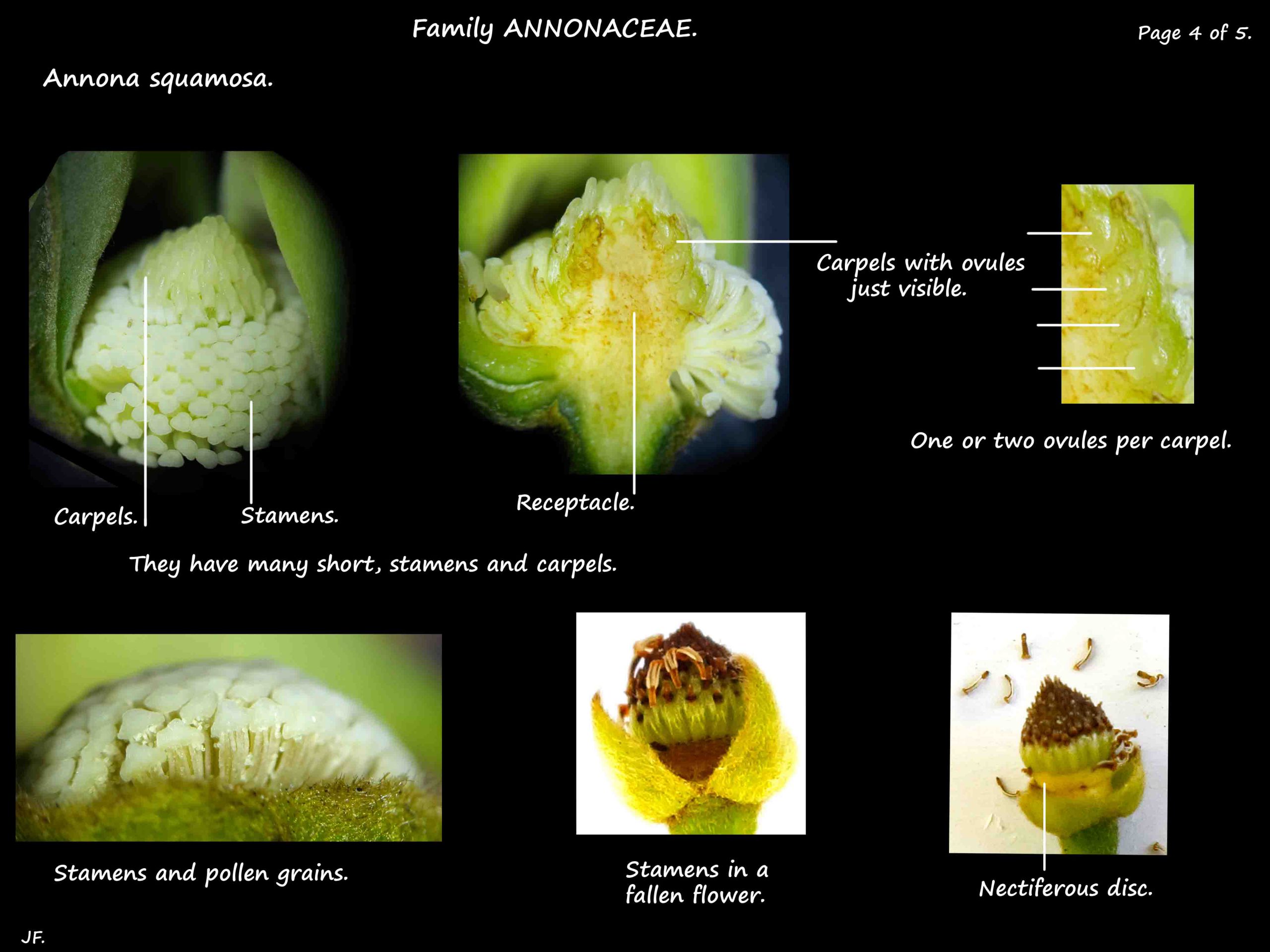4 Annona squamosa carpels & stamens